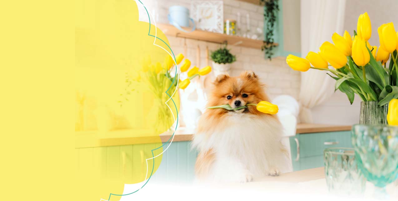 Seal the Deal this Spring - Cute dog with yellow tulip